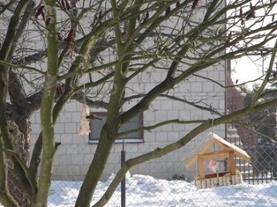 sikorka